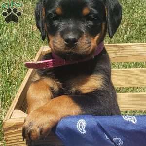 Lily, Rottweiler Puppy